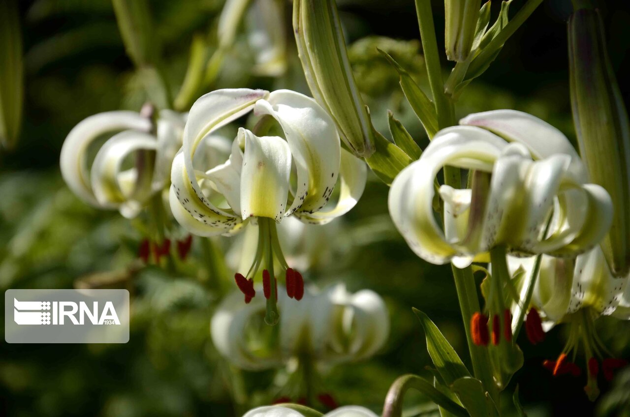 Seltenste Blume der Welt im Iran IranKultur Iran Kultur Reisen