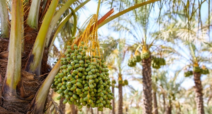 Dattelpalmen in Bushehr