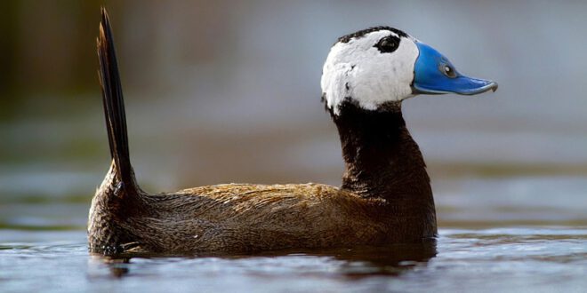 Iranische Weißkopfruderente | Oxyura leucocephala