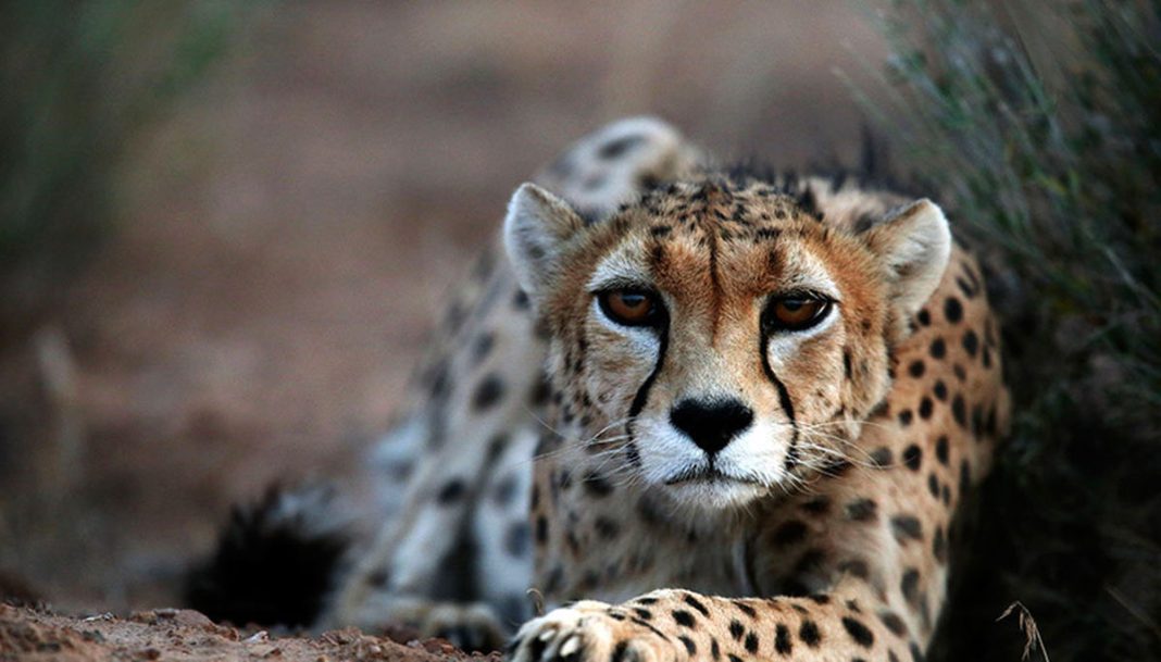 Persischer Leopard nach über zwei Jahren im Westen des Iran gesichtet