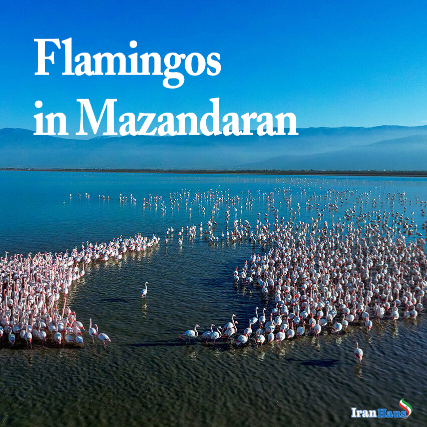 Flamingos im Osten von Mazandaran