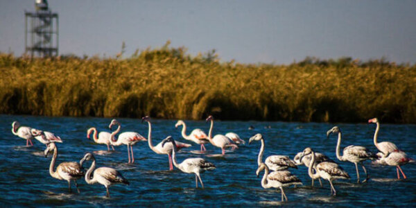 Das Mighan-Feuchtgebiet beherbergt im Herbst viertausend Arten von Zugvögel
