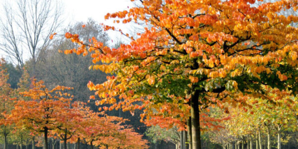 Parrotia persica | Persischer Eisenholzbaum