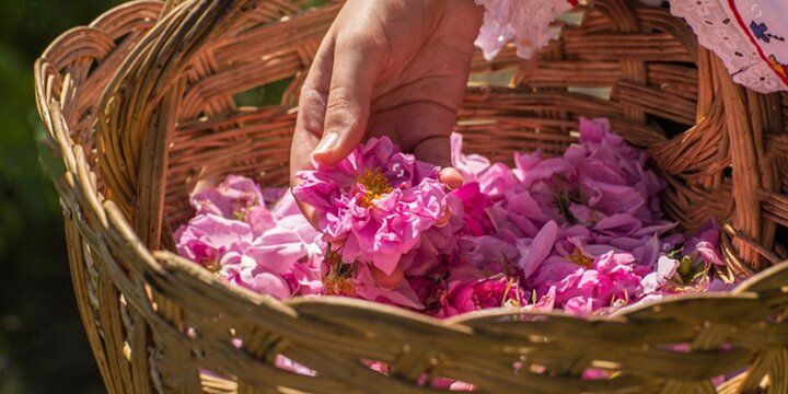 Blühende Schönheit: Das Rosenwasserfest in Iran