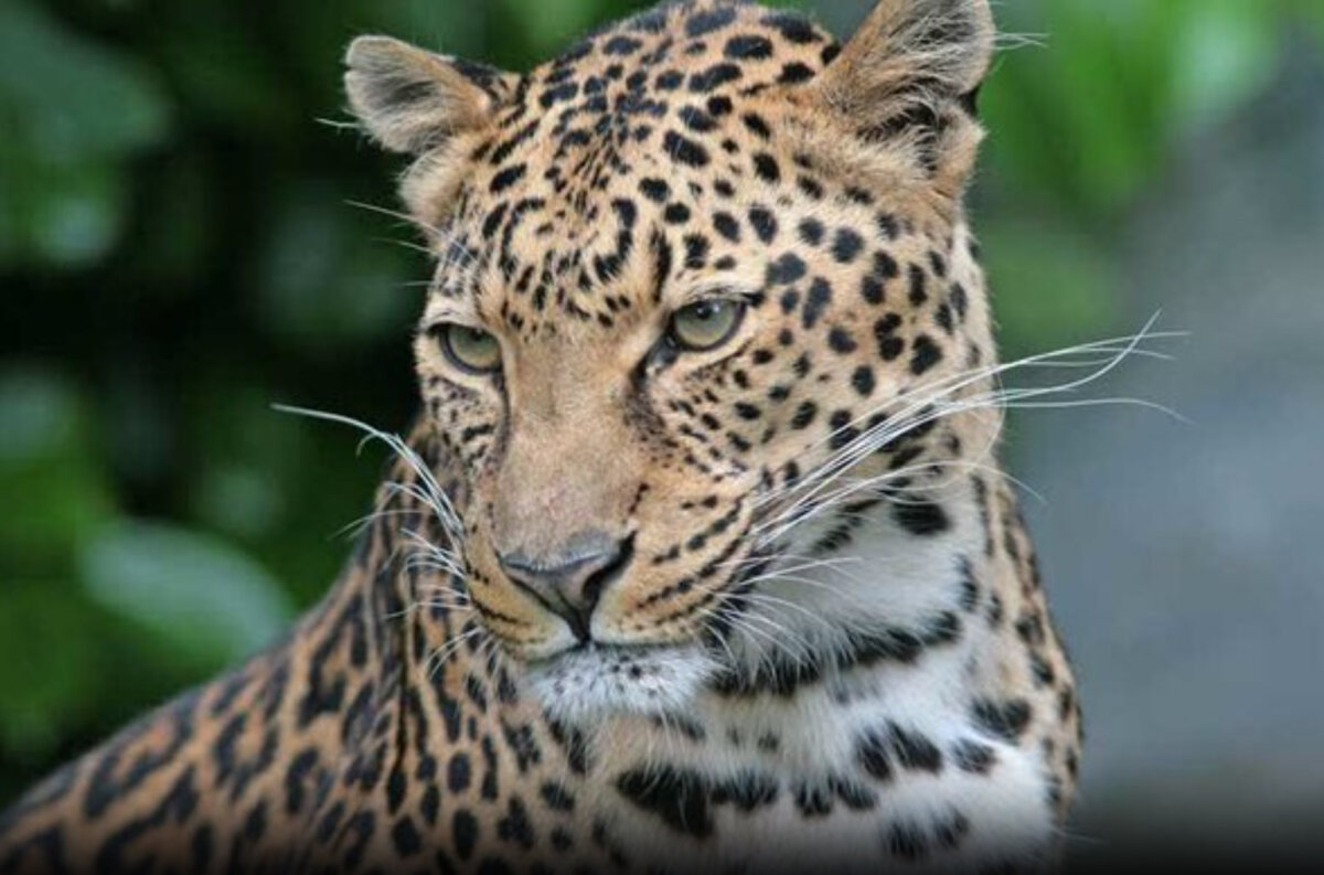 VIDEO: Persischer Leopard in der Provinz Gilan gesichtet